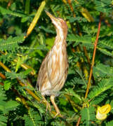 Little Bittern