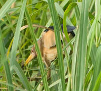 Little Bittern