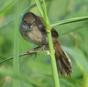 Little Rush Warbler