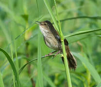 Little Rush Warbler