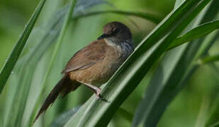 Little Rush Warbler