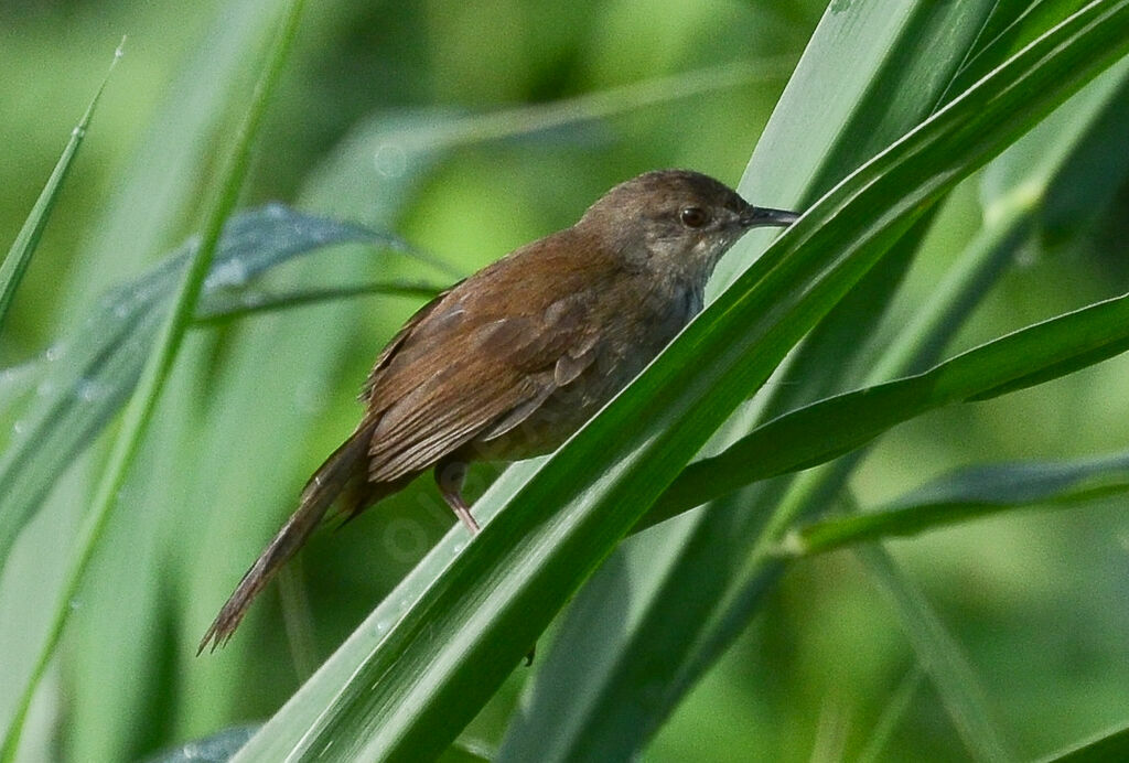 Bouscarle caqueteuseadulte nuptial, identification