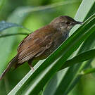 Bouscarle caqueteuse