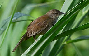 Little Rush Warbler