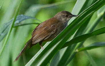 Bouscarle caqueteuse