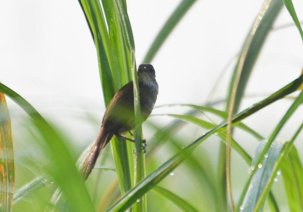 Bouscarle caqueteuseadulte, identification