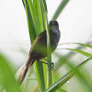 Bouscarle caqueteuse