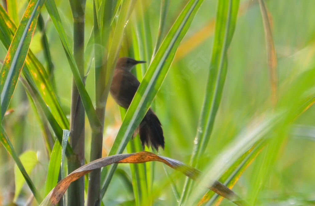 Little Rush Warbler, identification