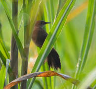 Little Rush Warbler