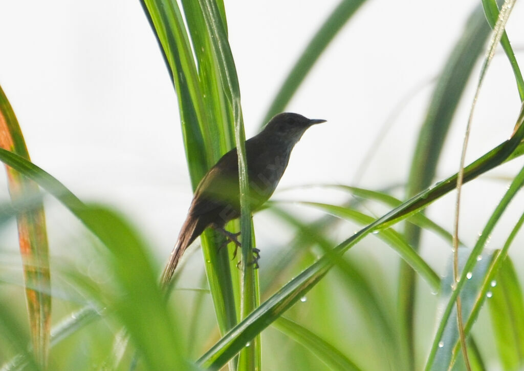 Little Rush Warbler, identification