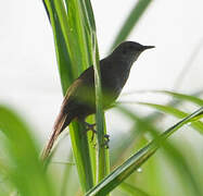 Little Rush Warbler