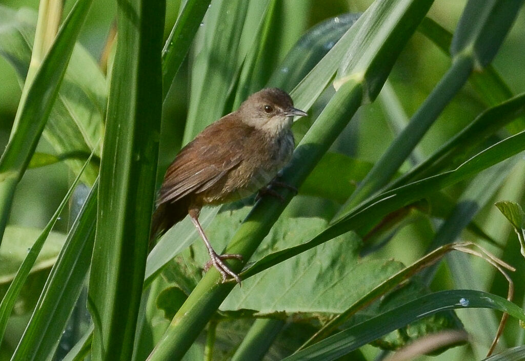 Little Rush Warbleradult, identification