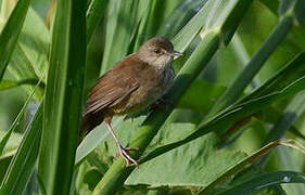 Little Rush Warbler