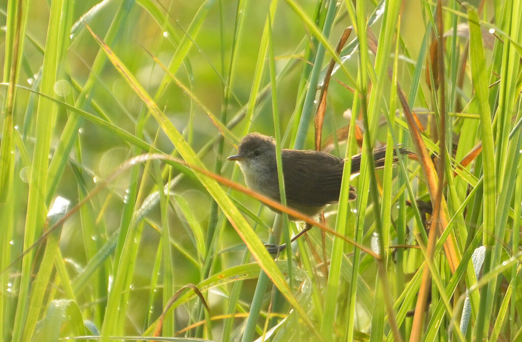 Bouscarle caqueteuse