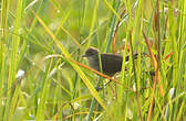 Bouscarle caqueteuse