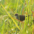 Bouscarle caqueteuse