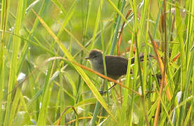 Little Rush Warbler