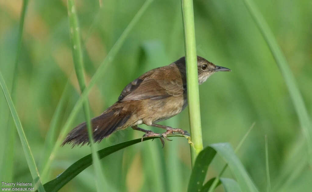 Bouscarle caqueteuseadulte, identification