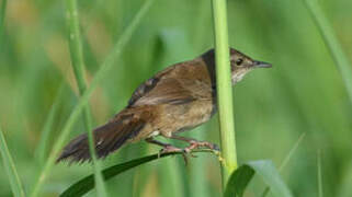 Little Rush Warbler