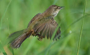 Bouscarle caqueteuse