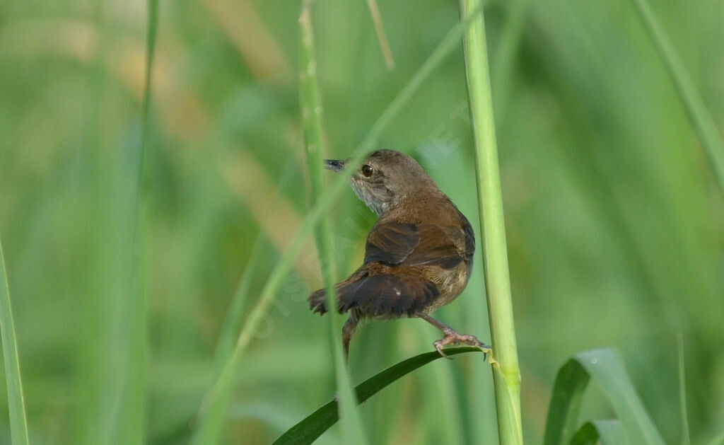 Bouscarle caqueteuseadulte, identification