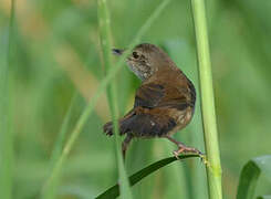 Little Rush Warbler