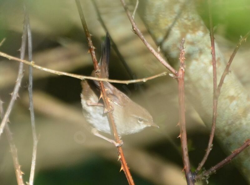 Cetti's Warbleradult, identification, song