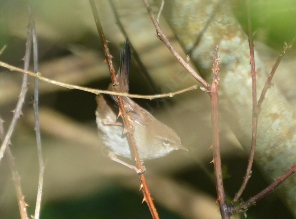 Bouscarle de Cettiadulte, identification, chant