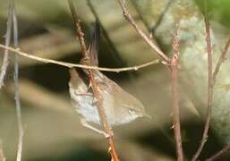 Cetti's Warbler