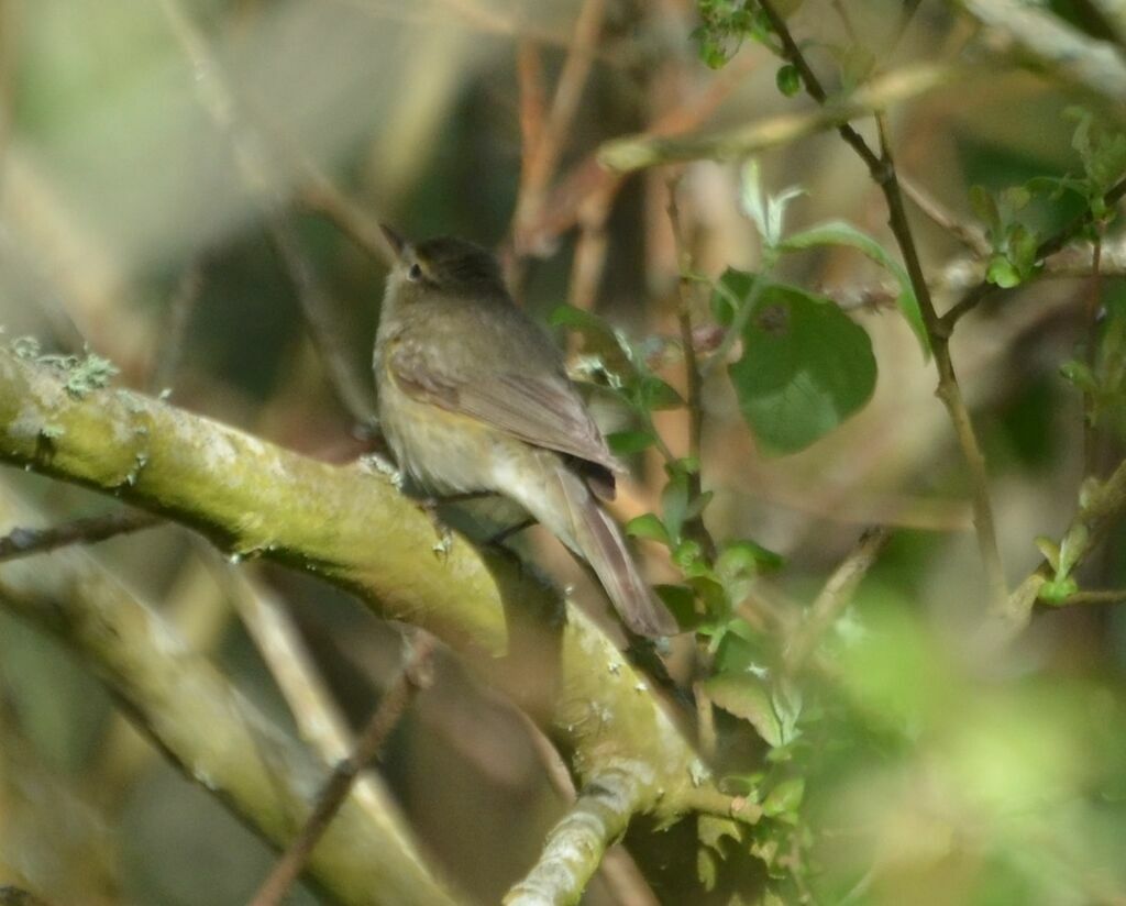 Cetti's Warbleradult, song