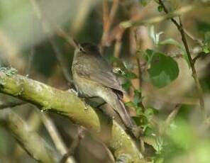 Bouscarle de Cetti