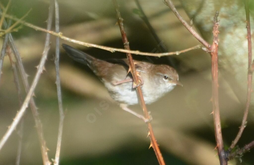 Bouscarle de Cettiadulte, identification, chant