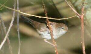 Cetti's Warbler