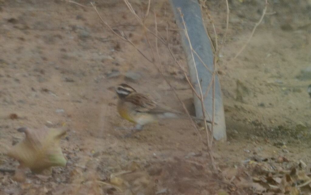 Golden-breasted Buntingadult