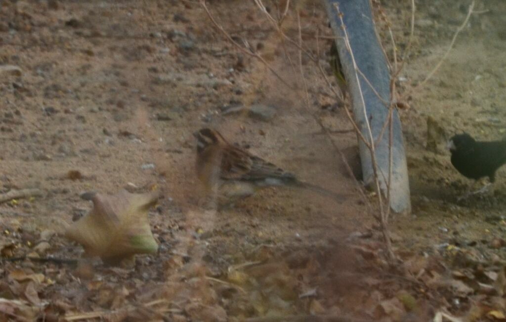 Golden-breasted Buntingadult