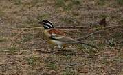 Bruant à poitrine dorée
