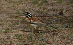 Bruant à poitrine dorée
