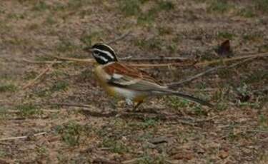 Bruant à poitrine dorée