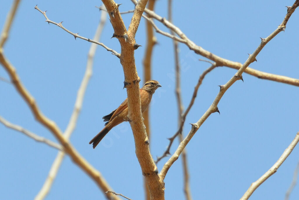 Gosling's Bunting