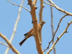 Gosling's Bunting