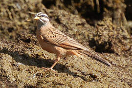 Gosling's Bunting