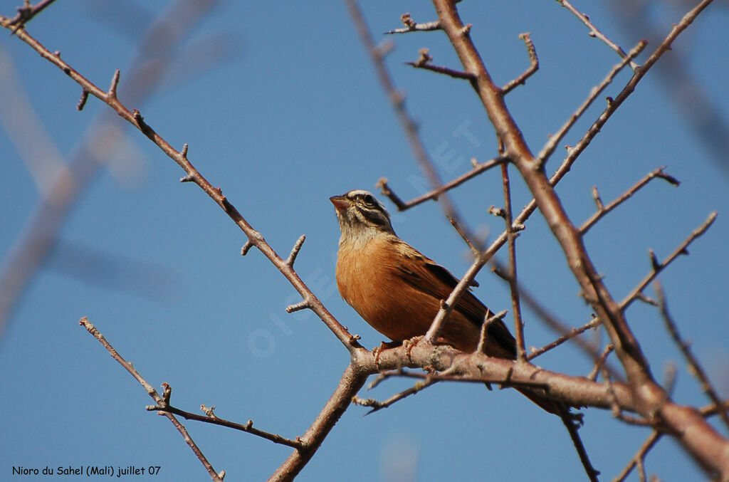 Gosling's Bunting