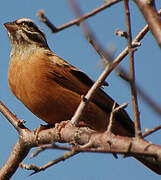 Gosling's Bunting