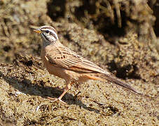 Gosling's Bunting