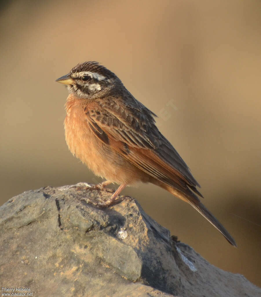 Bruant d'Alexanderadulte, identification