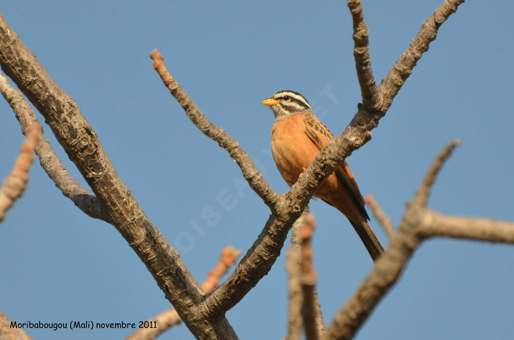 Gosling's Bunting, identification