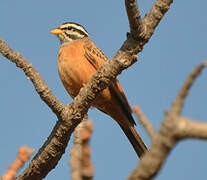 Gosling's Bunting