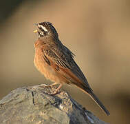 Gosling's Bunting