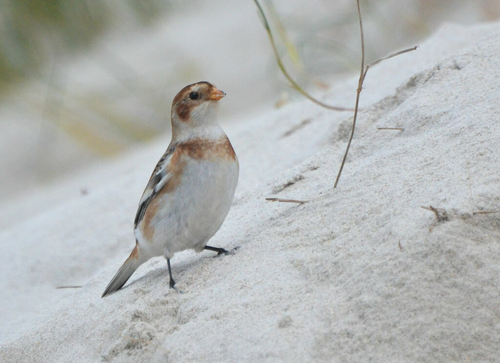 Snow Buntingadult post breeding