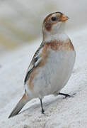 Snow Bunting